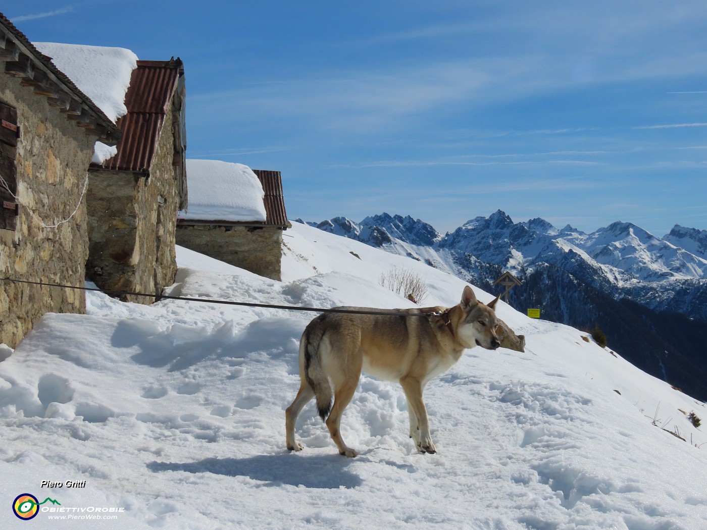 34 Laika al guinzaglio...passa un altro cane .JPG